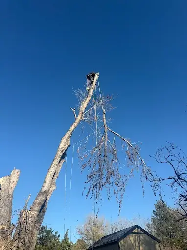 Tree Removal — Richland & Tri-Cities