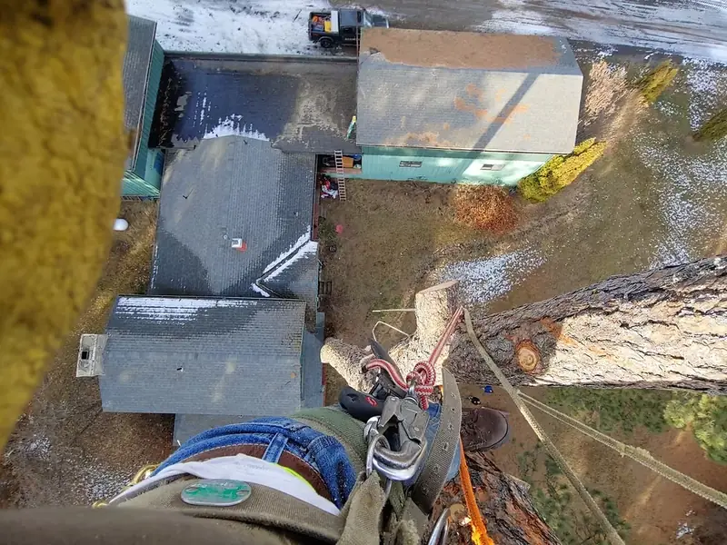 Certified climber rigging in canopy