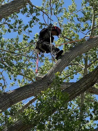Emergency Tree Removal