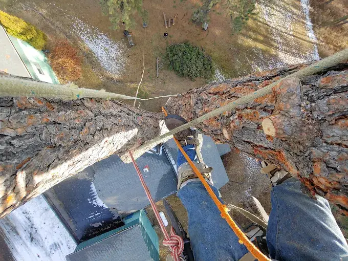 Tall pine removal