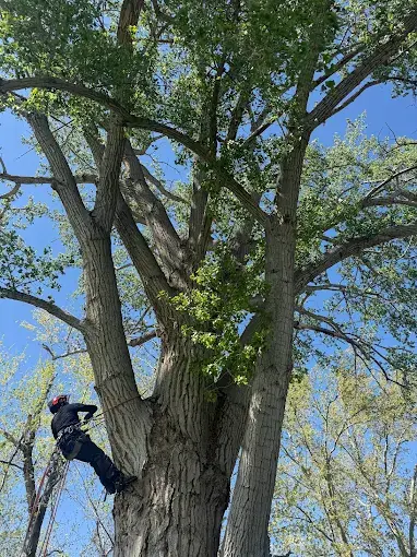 Climbing rig in tree