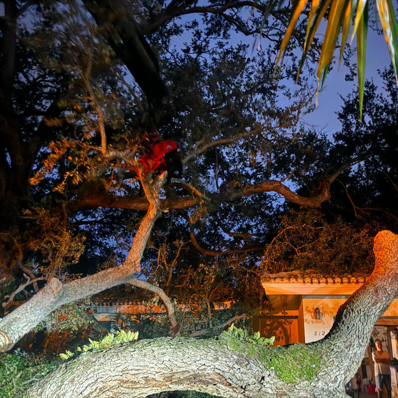 Massive oak tree down over a driveway at night after a Tri-Cities windstorm