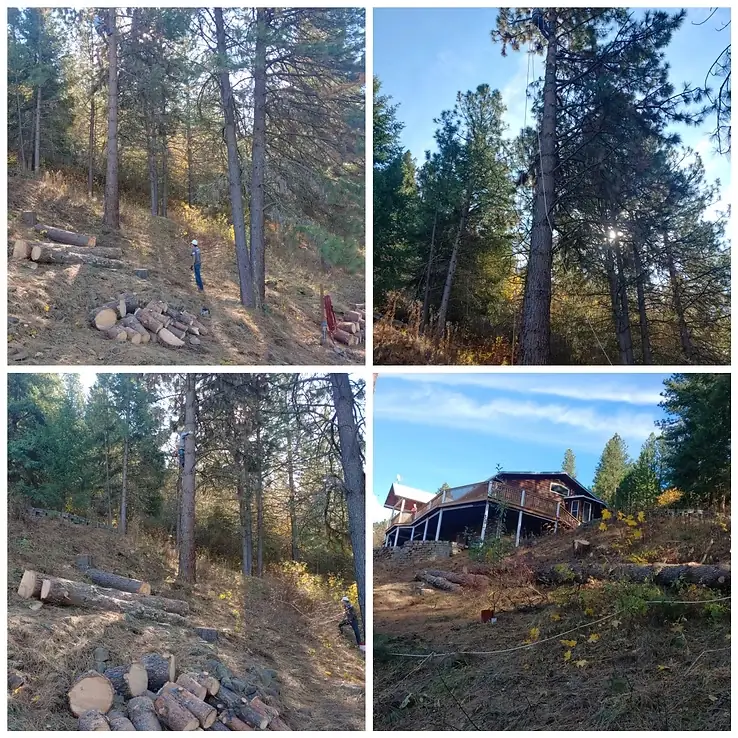 Hardwood removal — log sections
