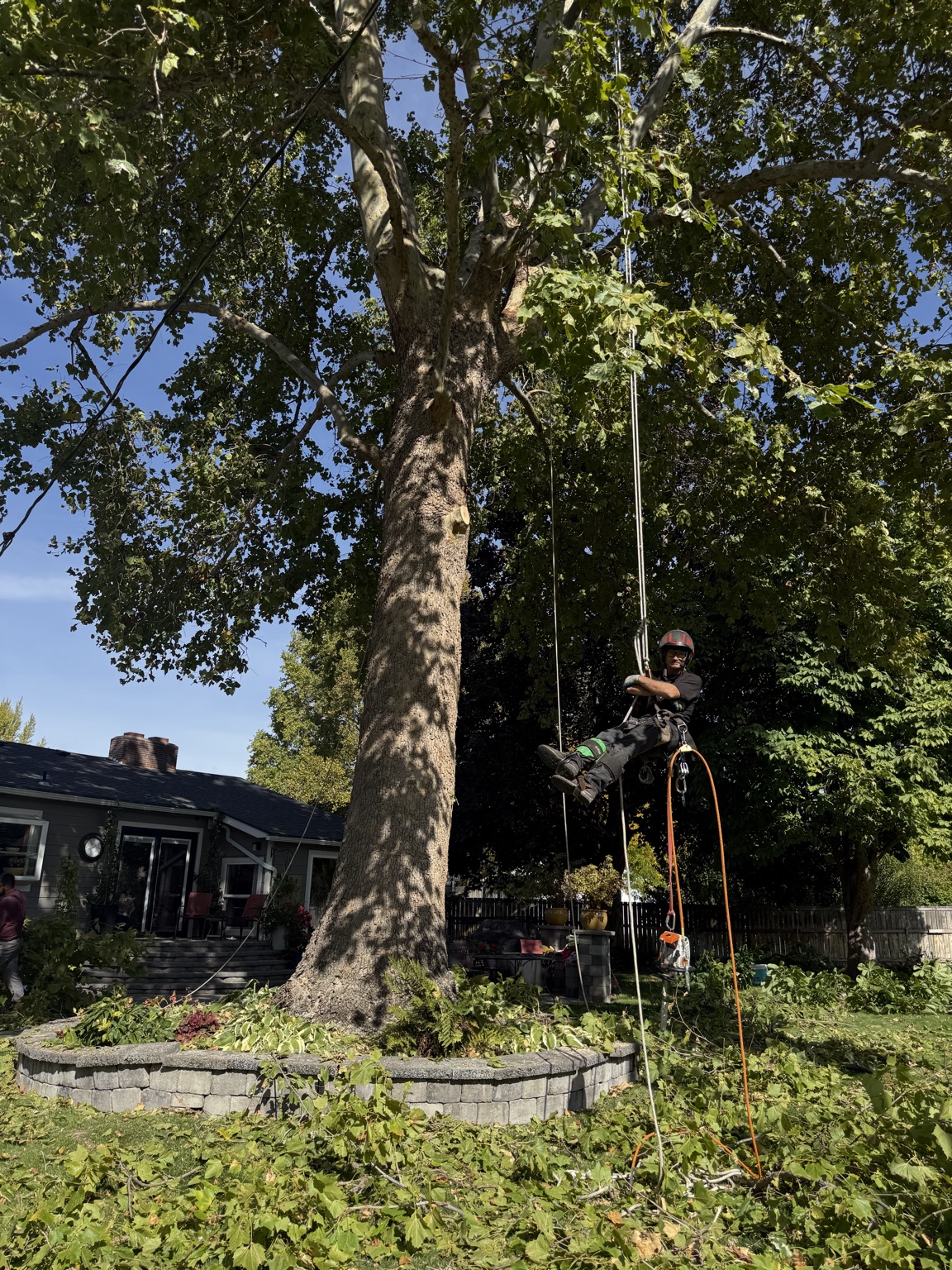 Arborist suspended on rope beside a large tree after pruning a Tri-Cities backyard