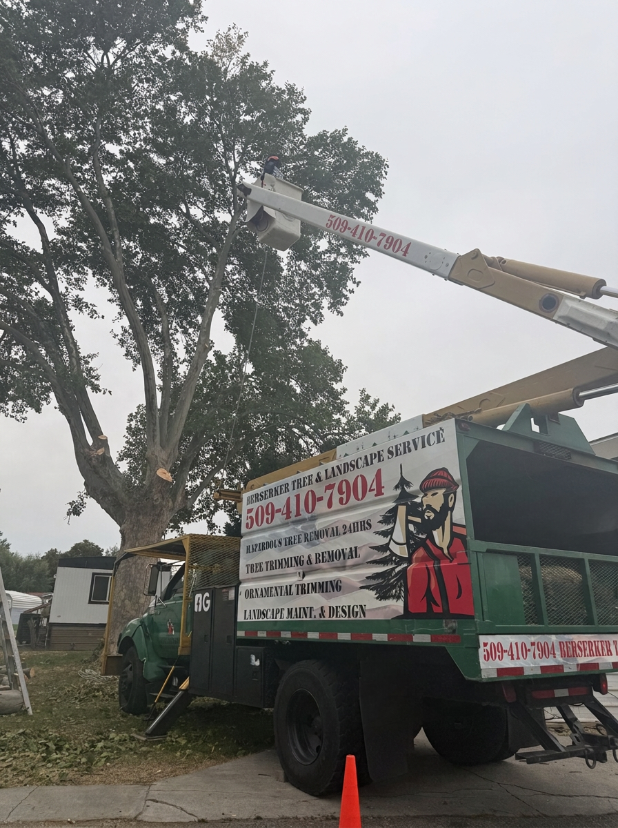Berserker bucket truck lifting a climber high to trim a large tree, Tri-Cities WA
