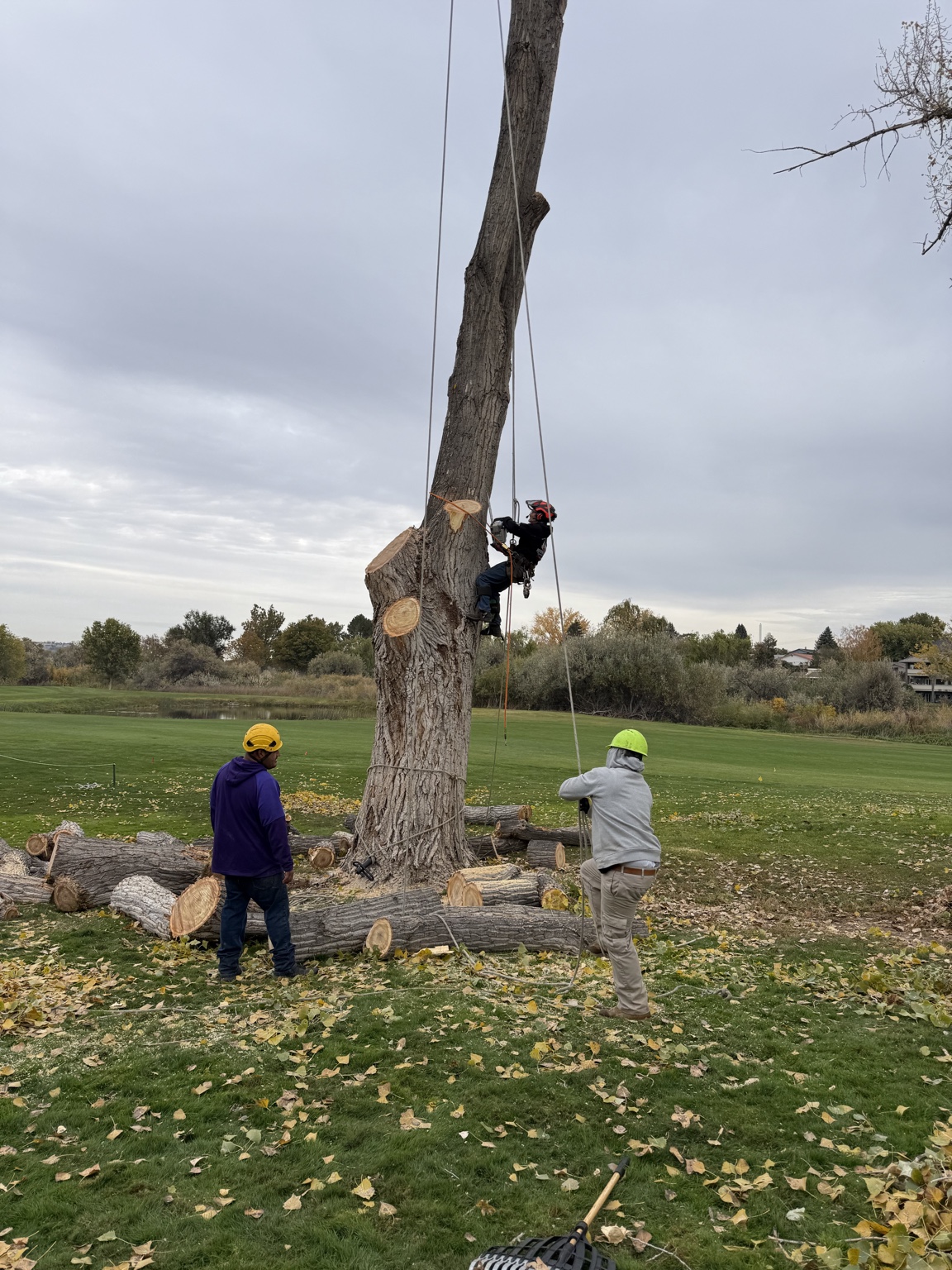 Climber dismantling a large tree while two ground crew manage rigging lines, Richland WA