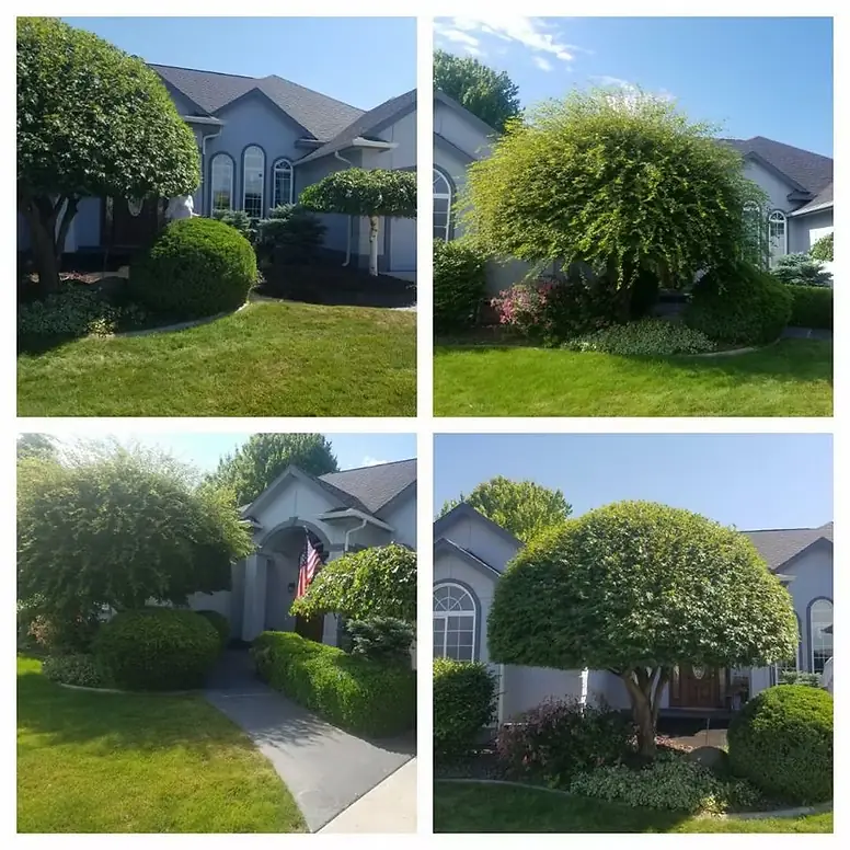 Topiary hedge shaping