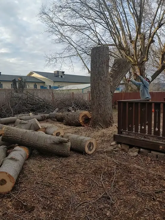 Large tree removal in progress
