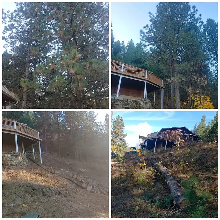 Tall tree removal next to home